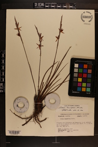 Pleea tenuifolia image