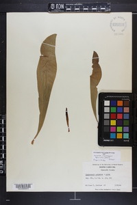 Sarracenia x charlesmoorei image
