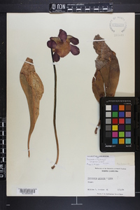 Sarracenia x charlesmoorei image