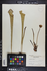 Sarracenia flava image