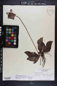 Sarracenia purpurea image