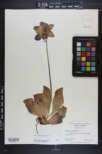 Sarracenia purpurea image