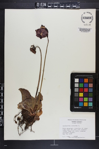 Sarracenia purpurea image