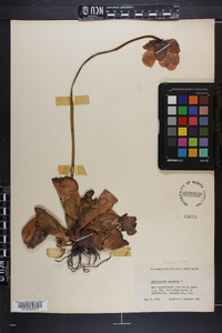 Sarracenia purpurea image