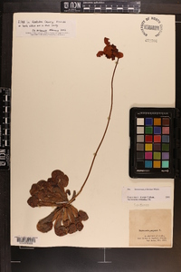 Sarracenia psittacina image