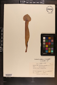Sarracenia mitchelliana image