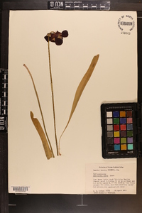 Sarracenia rubra image