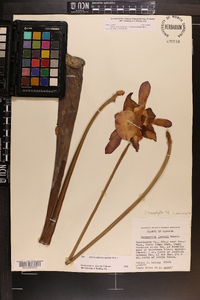 Sarracenia leucophylla image