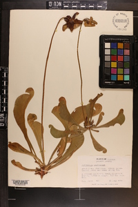 Sarracenia psittacina image