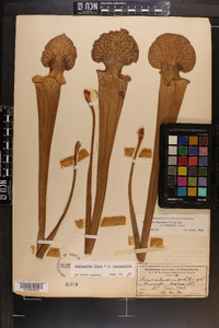 Sarracenia moorei image