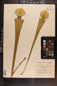 Sarracenia moorei image