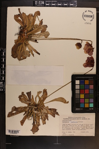 Sarracenia psittacina image