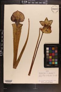 Sarracenia moorei image