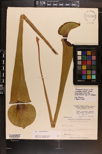 Sarracenia flava image