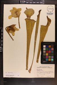 Sarracenia flava image