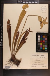 Image of Sarracenia exornata