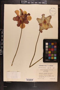 Sarracenia x exornata image