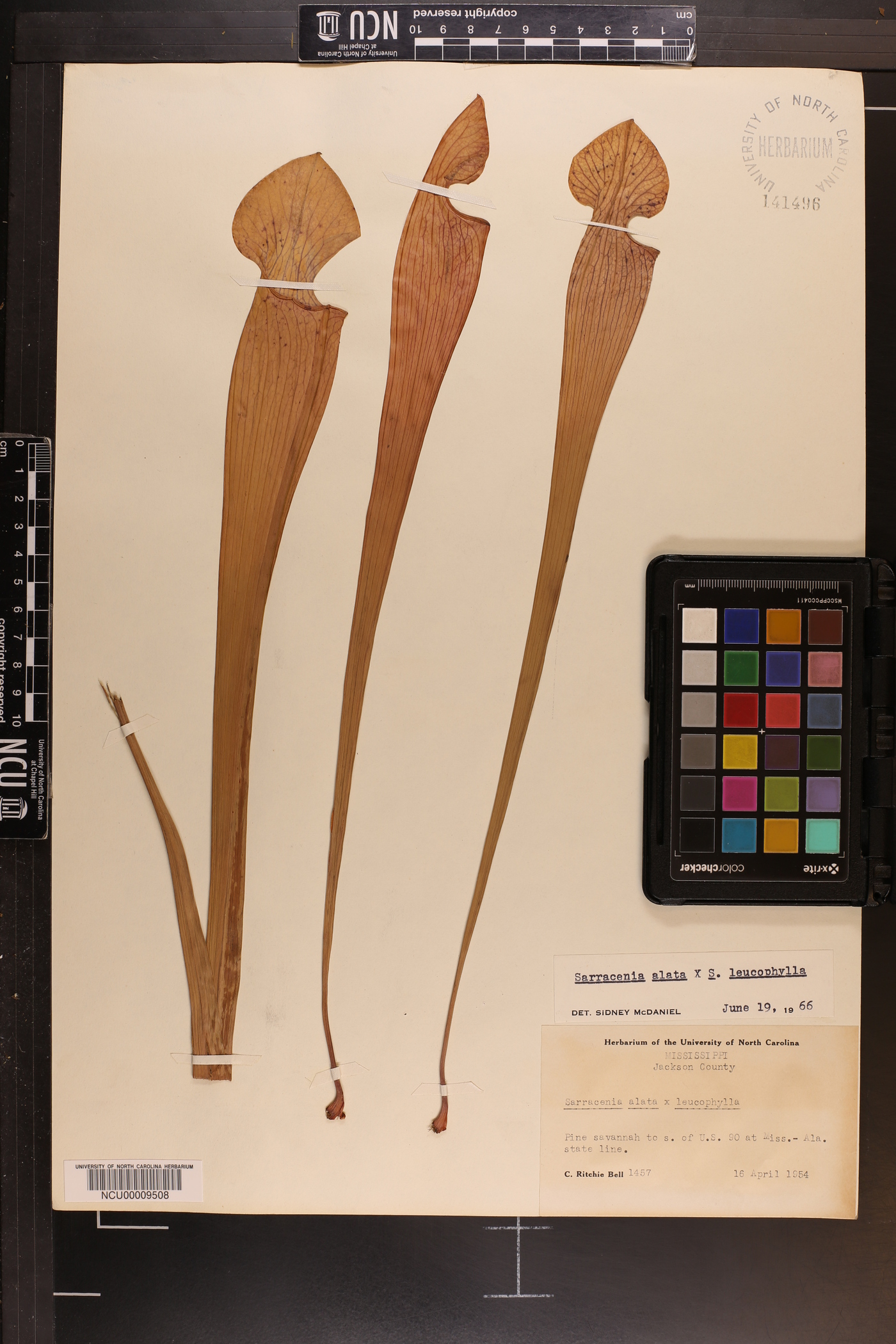 Sarracenia areolata image
