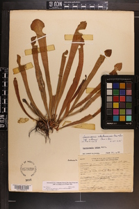 Sarracenia alabamensis subsp. wherryi image