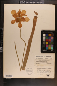 Sarracenia x areolata image