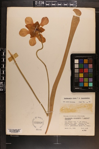 Sarracenia x areolata image