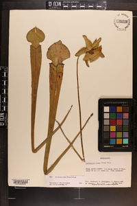 Sarracenia alata image