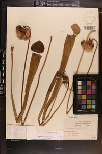 Sarracenia alata image