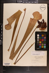 Sarracenia leucophylla image