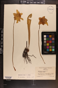 Image of Sarracenia harperi