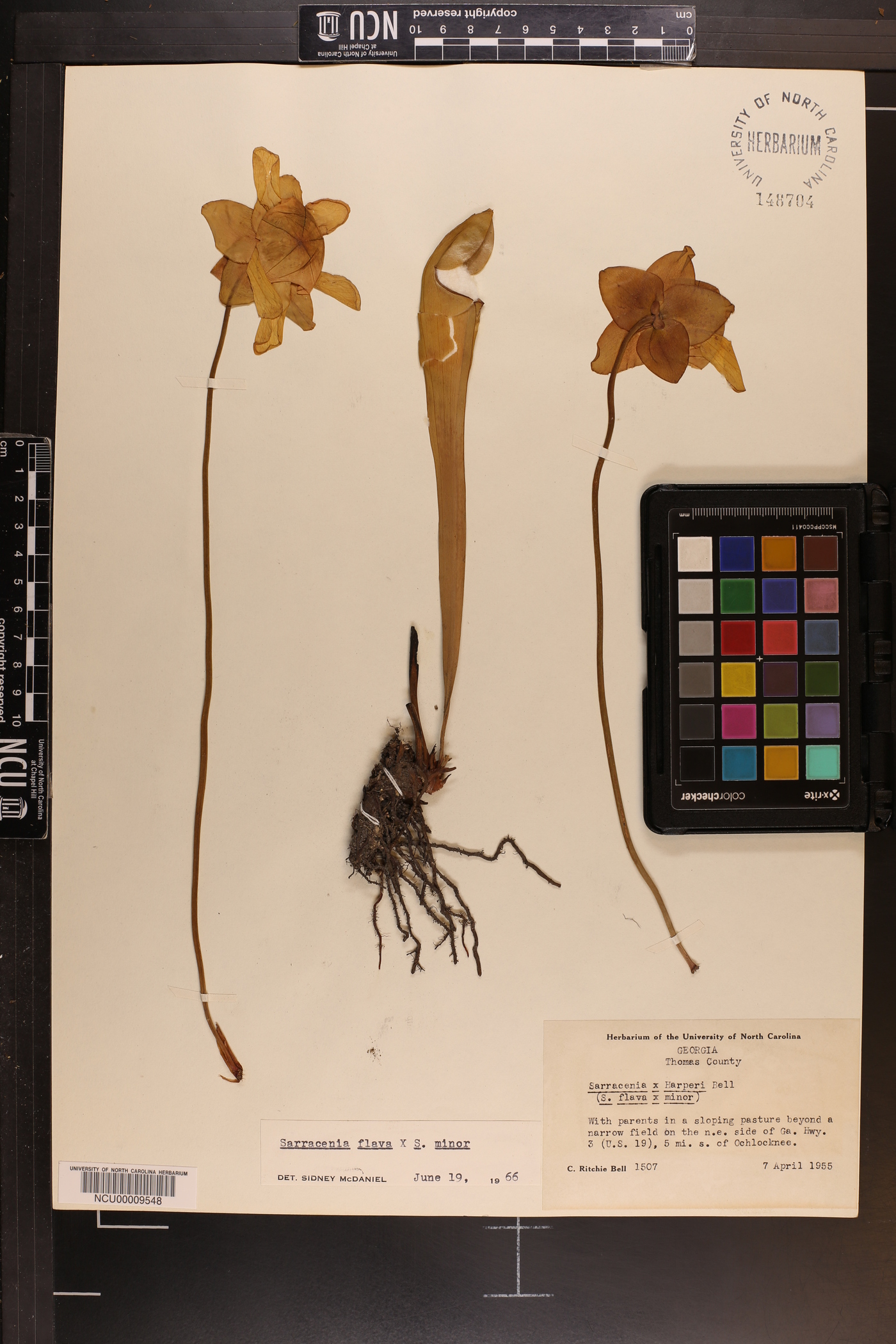 Sarracenia harperi image