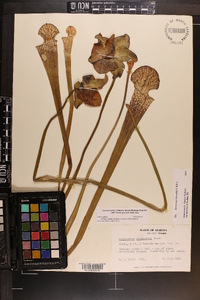 Sarracenia leucophylla image