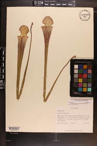 Sarracenia leucophylla image