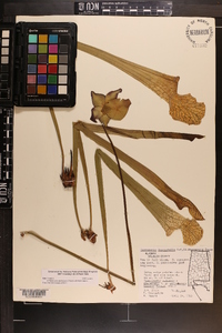 Sarracenia leucophylla image