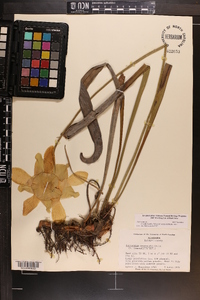 Sarracenia leucophylla image