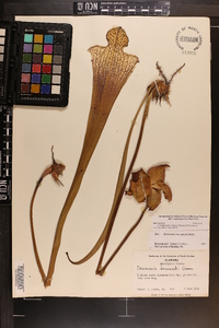 Sarracenia leucophylla image