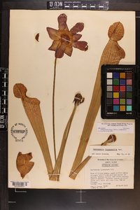 Sarracenia leucophylla image