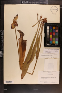 Sarracenia leucophylla image