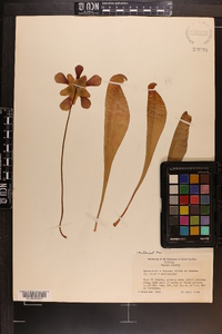 Sarracenia formosa image