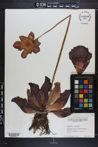 Sarracenia purpurea image