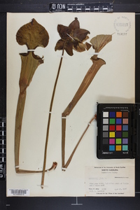 Sarracenia flava image