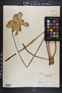 Sarracenia flava image