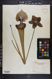 Sarracenia flava image