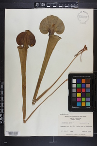 Sarracenia flava image