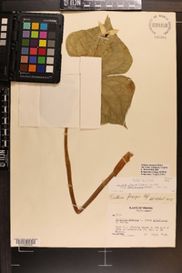 Trillium sulcatum image