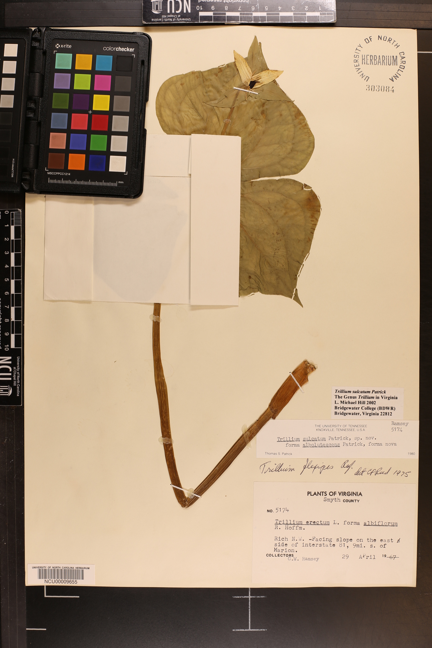 Trillium sulcatum image