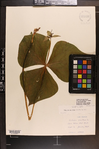 Trillium sulcatum image