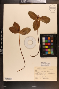 Trillium sessile image