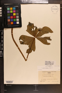 Trillium erectum image