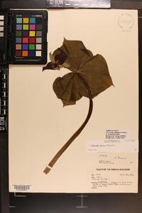 Trillium erectum image