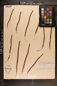 Carya aquatica image